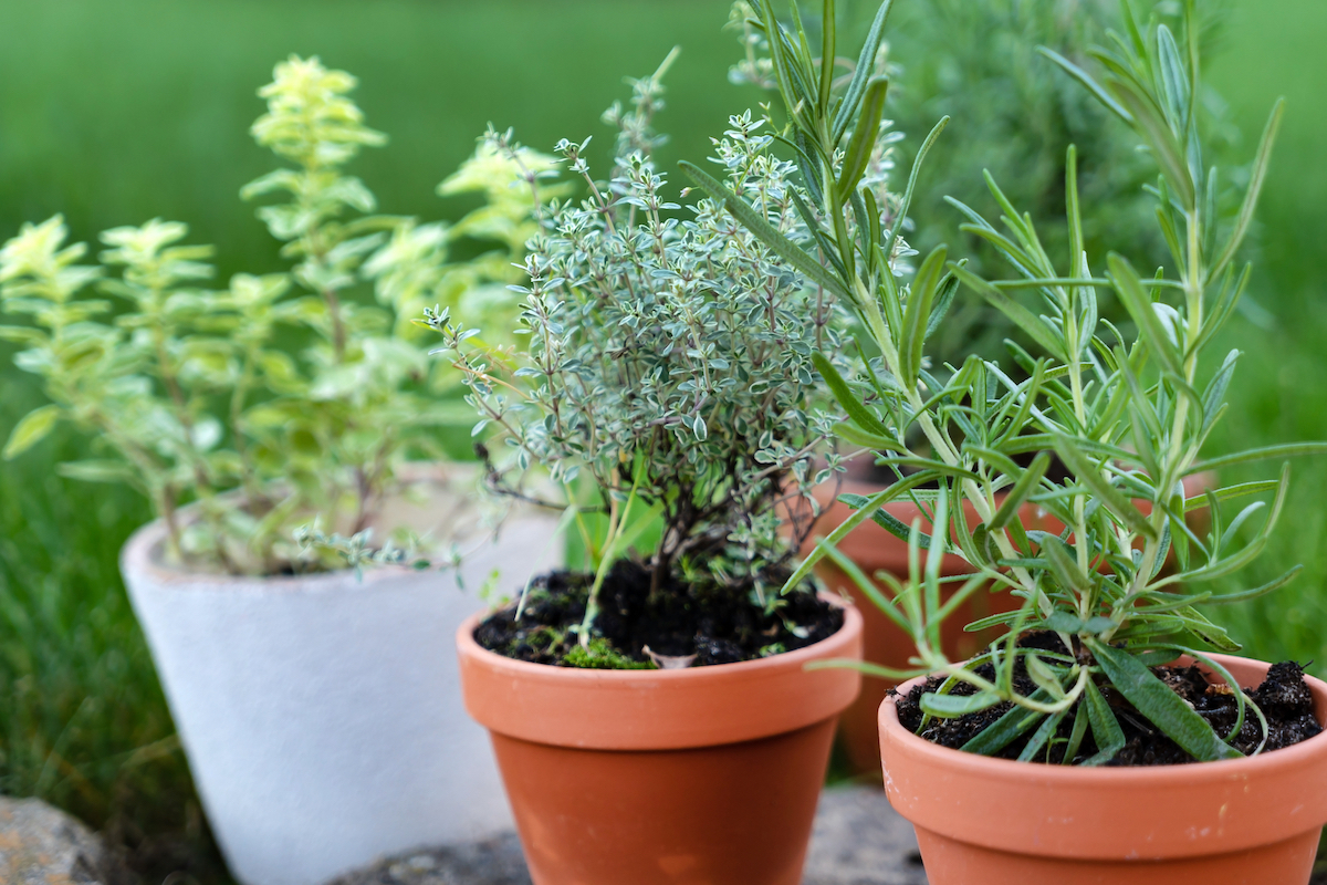 Découvrez les 8 plantes aromatiques à planter au soleil