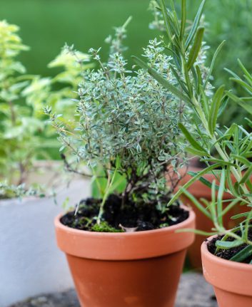 Herbes aromatiques en pots ©De Shebeko shutterstock