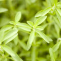 Stevia ©KPG_Payless shutterstock