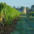 Vignes - Château Coutet - Barsac