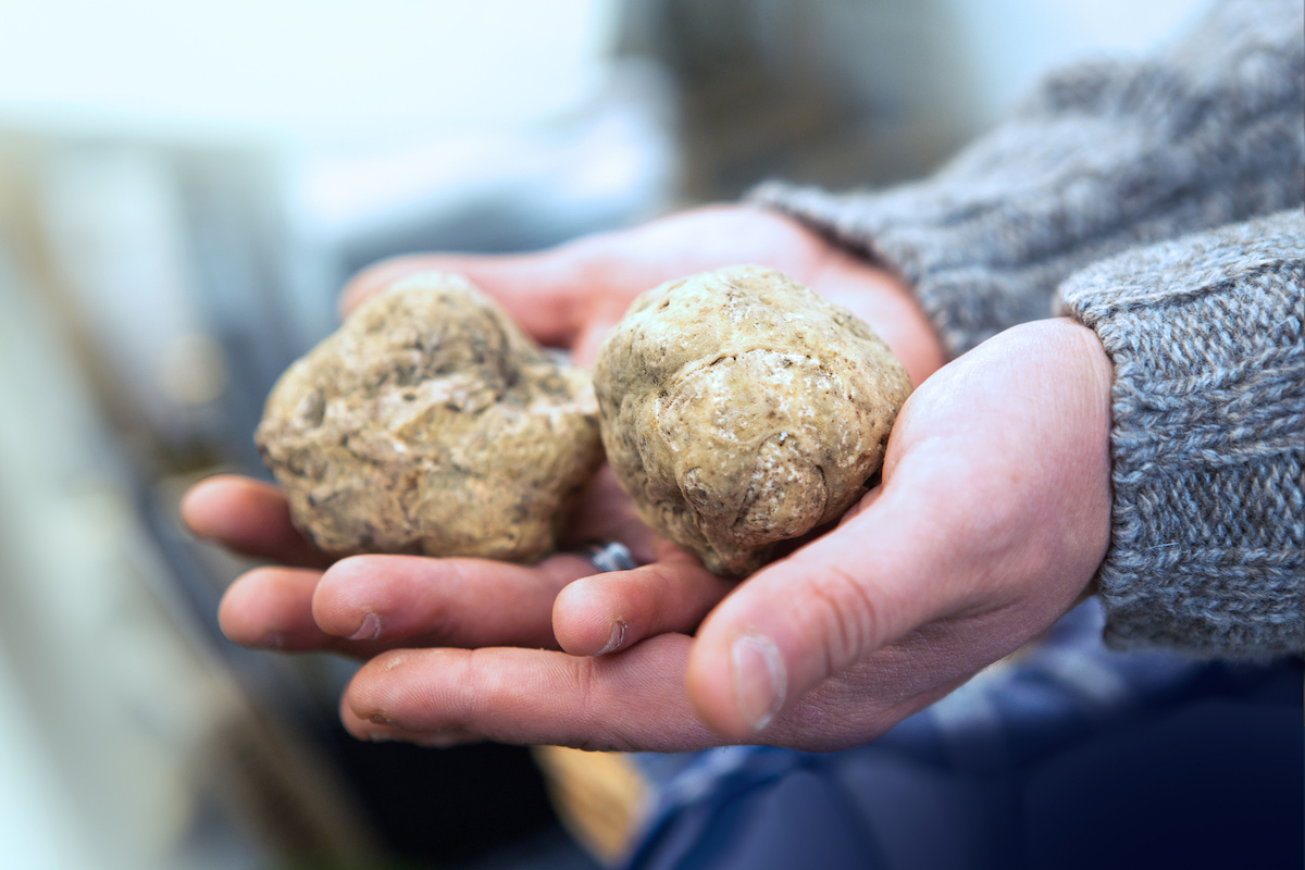 Truffes-blanches-%C2%A9Yamagiwa-shutters