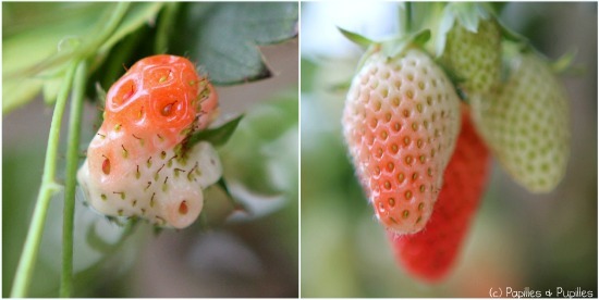 Les fraises de Valérie Fuseau de la serre à l'assiette - Charente