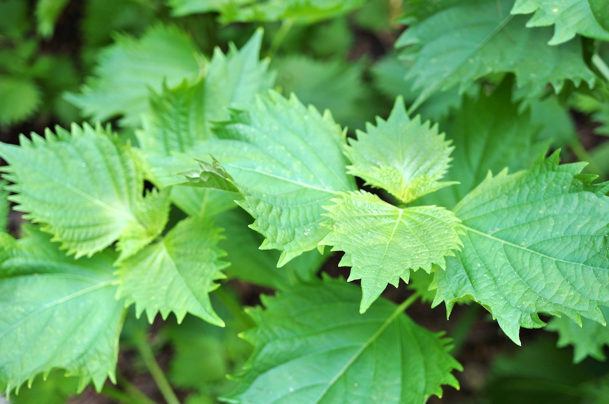 Feuilles de shiso ©EQRoy shutterstock