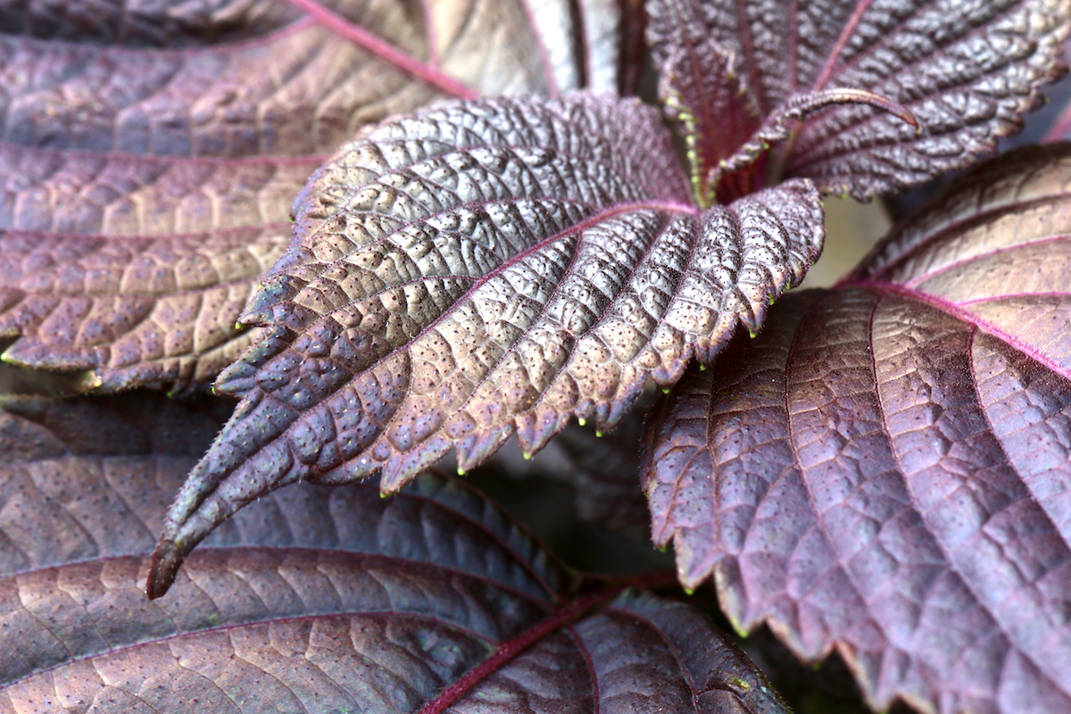 Shiso pourpre © Skyprayer2005 shutterstock