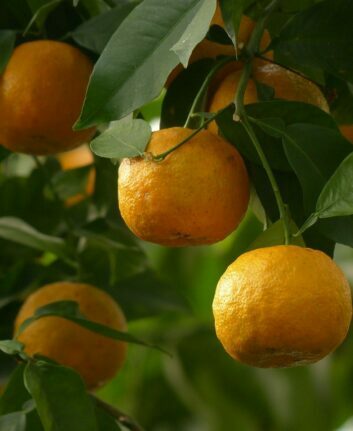 Oranges amères ©Hans CC0 Pixabay