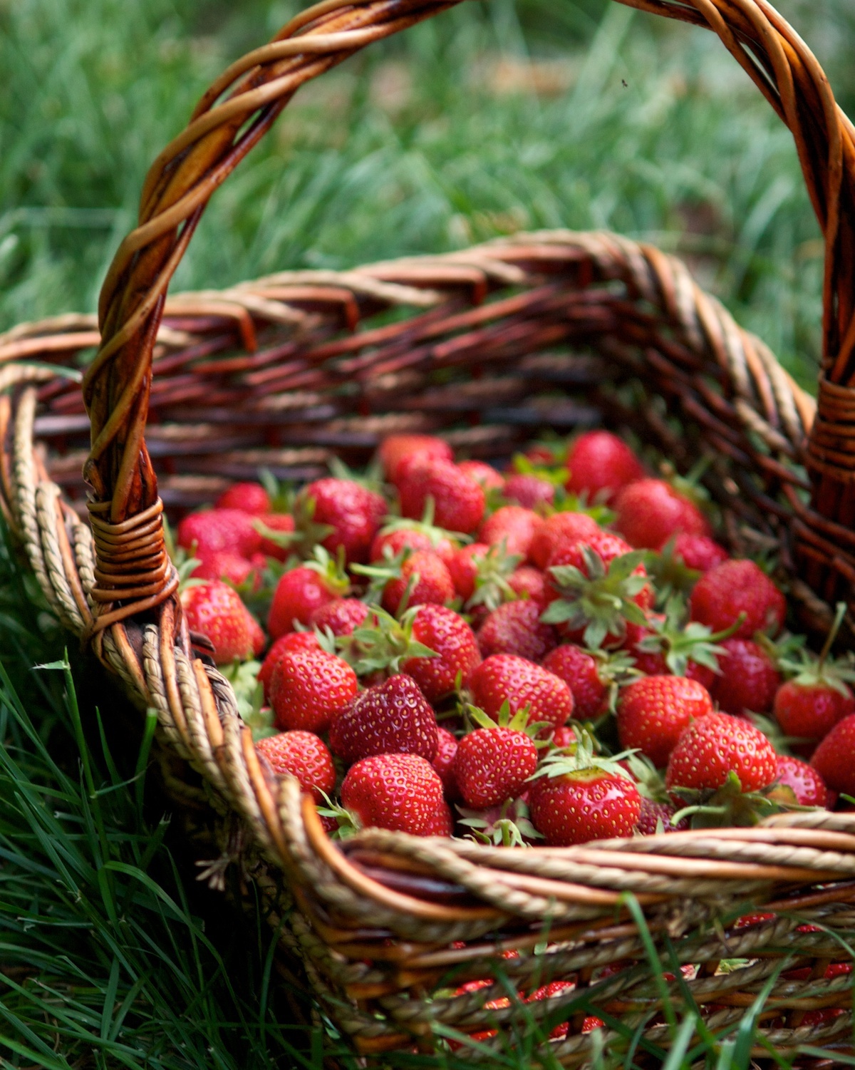 Fraises ©Susy Morris CC BY-NC 2.0