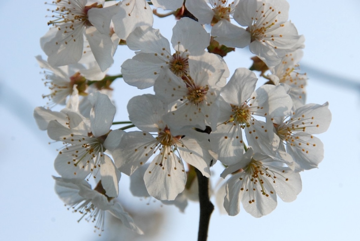 Cerisier en fleurs ©Julot 