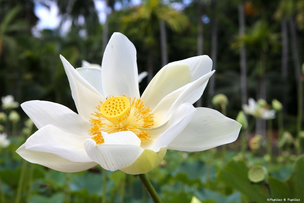 Fleur de lotus, Jardin de Pamplemousse, Île Maurice