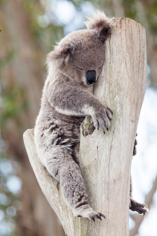 Koala ©mark higgins shutterstock