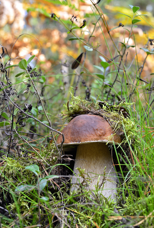 Nos champignons lyophilisés - La Maison Borde