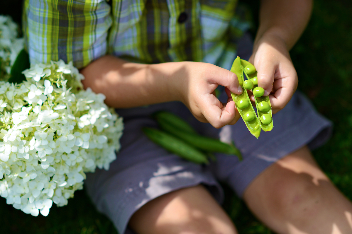 Ecosser les petits pois 