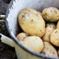 Pommes de terre nouvelles ©Nataliia Melnychuk shutterstock