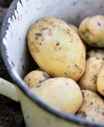 Pommes de terre nouvelles ©Nataliia Melnychuk shutterstock