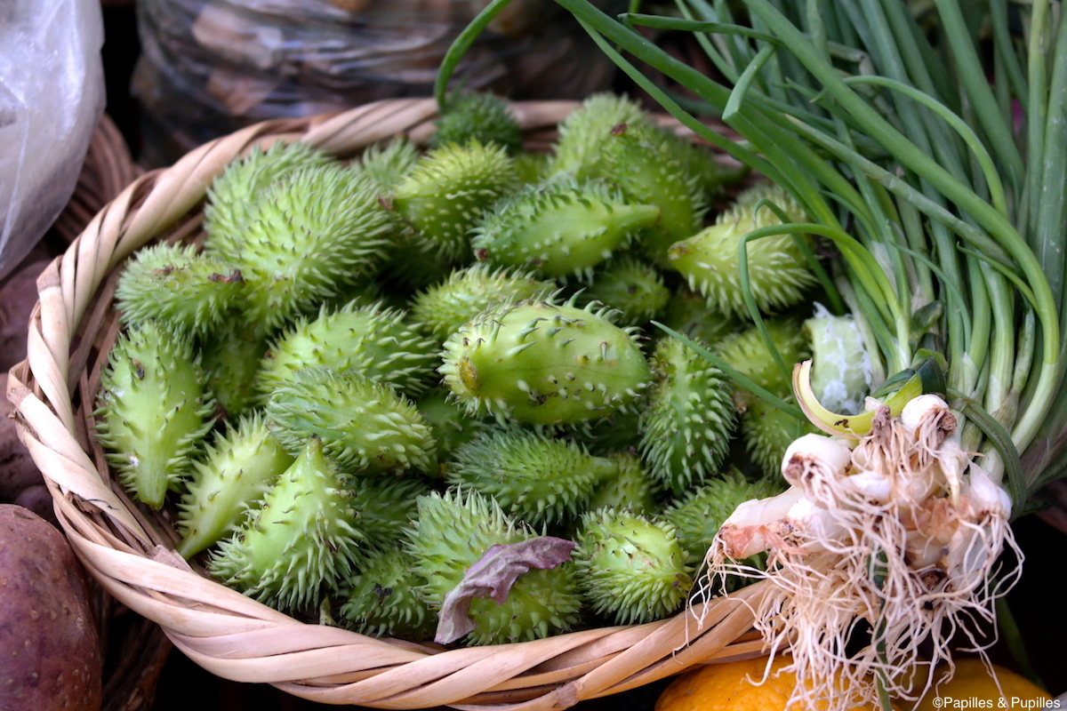 Caigua : un légume oublié venu dAmérique du sud