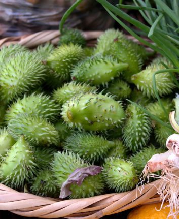 Caigua aussi appelés cyclanthères ou achocha