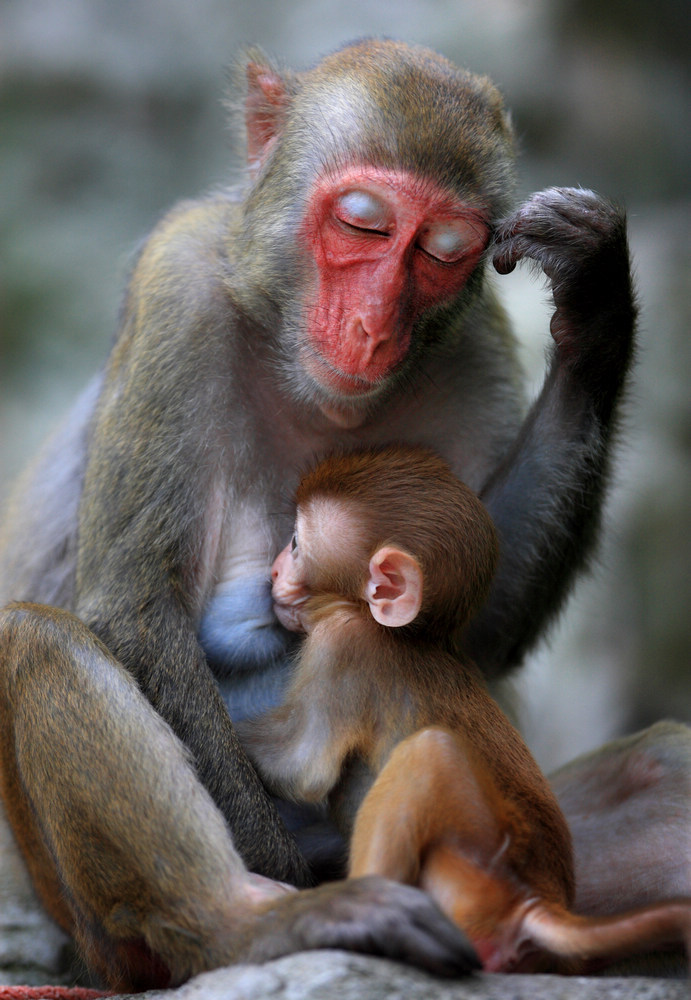 Singe Et Bebe Papilles Et Pupilles