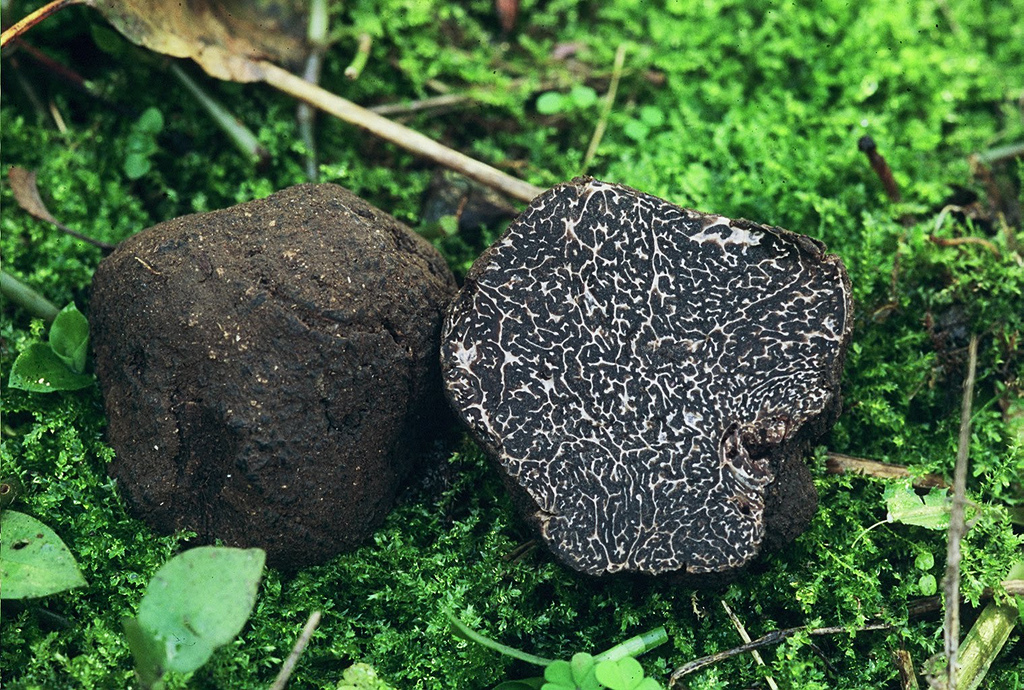 Truffes-noires-©BlogMonBeauTerroir.jpg