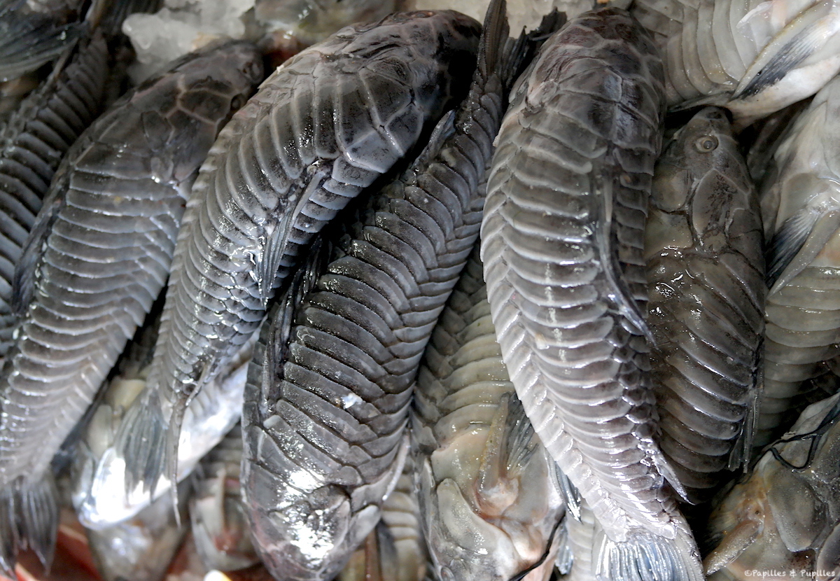 Atipa - Marché de Cayenne