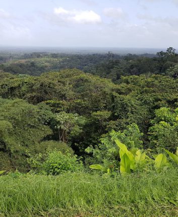 Guyane - Forêt primaire