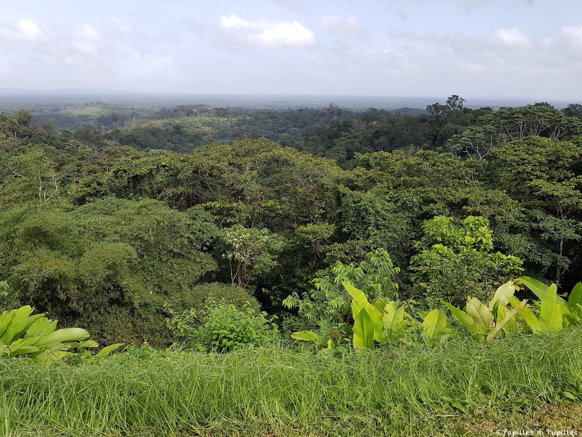 Guyane - Forêt primaire