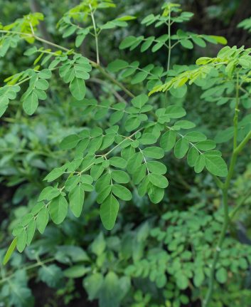 Moringa ©Iskandar63 CC0 Pixabay