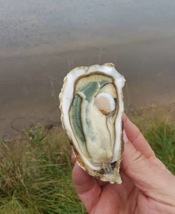 Huîtres super spéciales - claires du Médoc