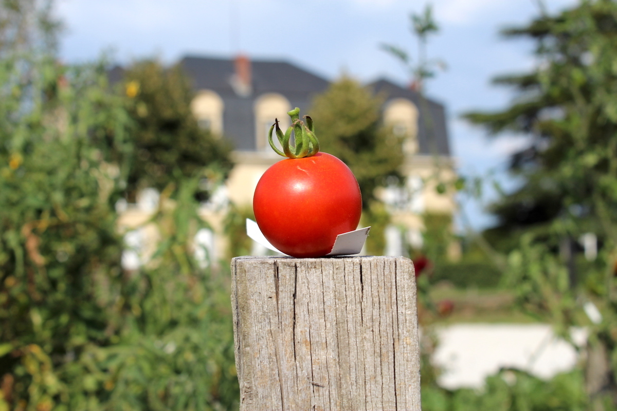Tomates ©Château Guiraud