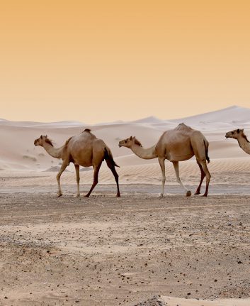 Désert Dubaï © HainaultPhoto shutterstock