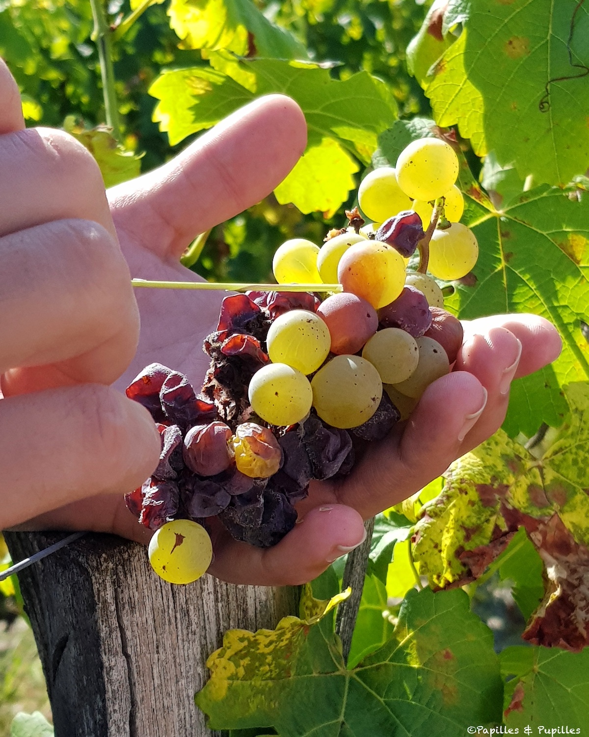 Grappe botrytisée