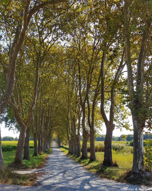 Allée de Chênes, Château Guiraud