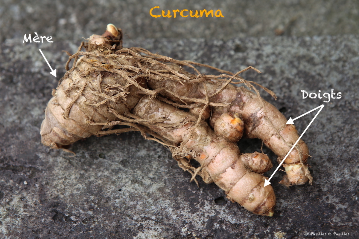 Quelle est la différence entre curcuma et safran ? – L'île aux épices