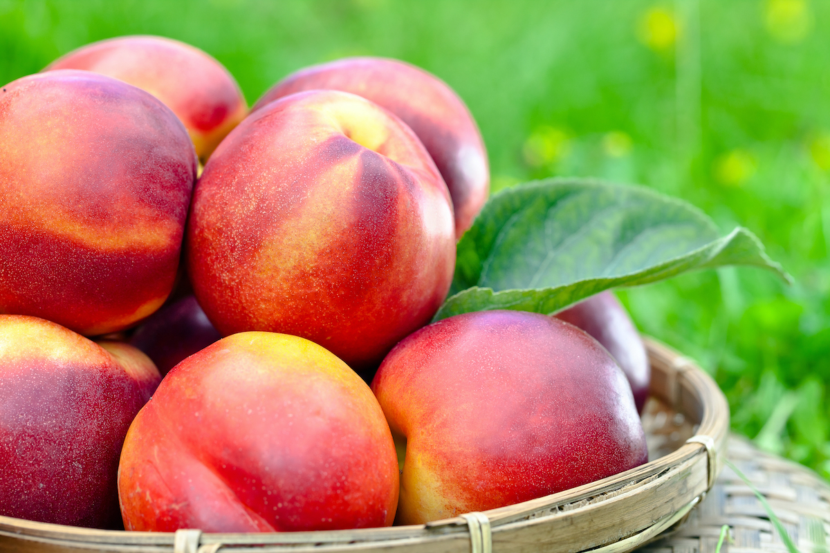 Nectarines © Igor Normann shutterstock