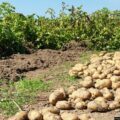 Récolte de pommes de terre - jardin familial