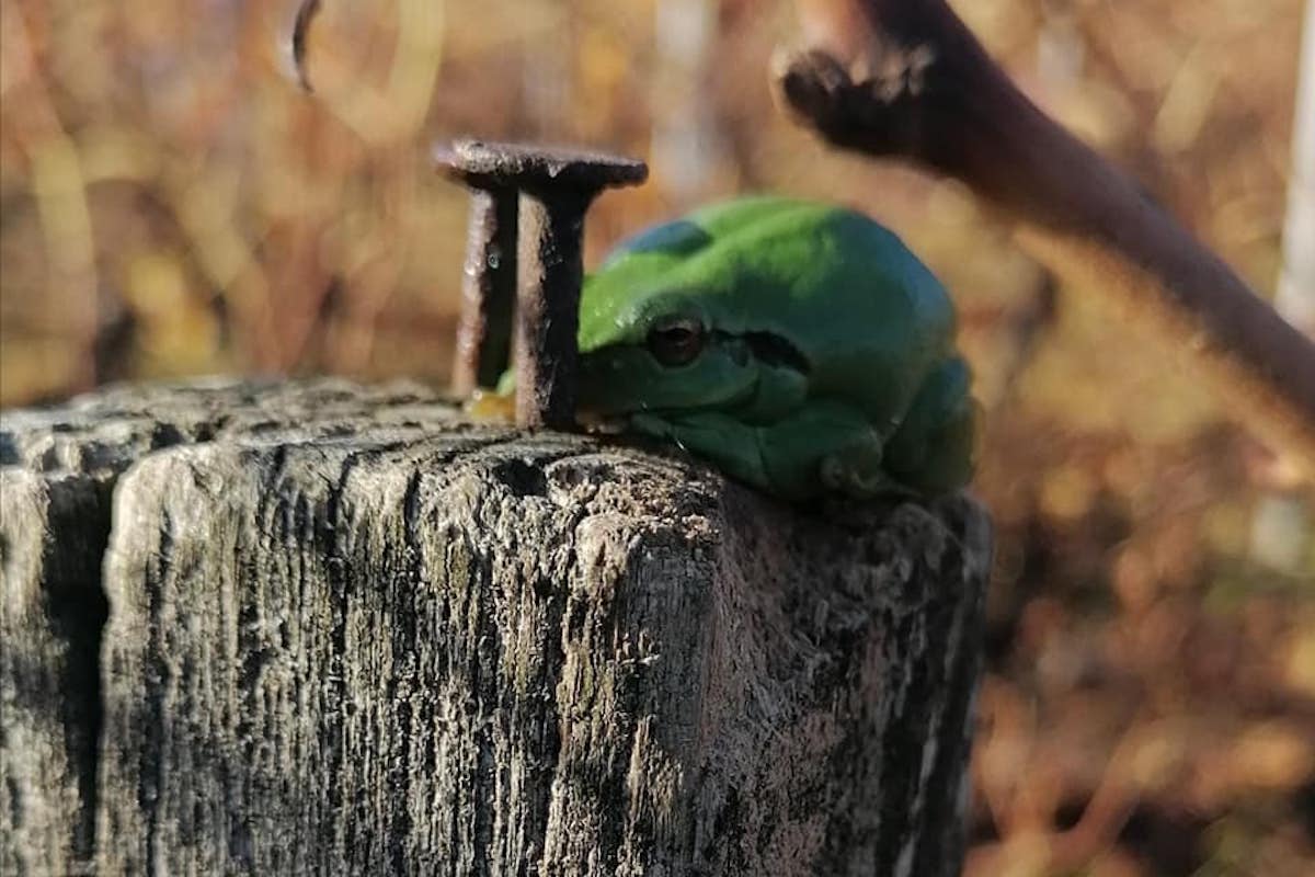 Grenouille ©Château Haut Barrail