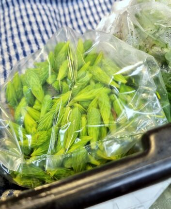 Bourgeons d'épinette - Marché Jean Talon