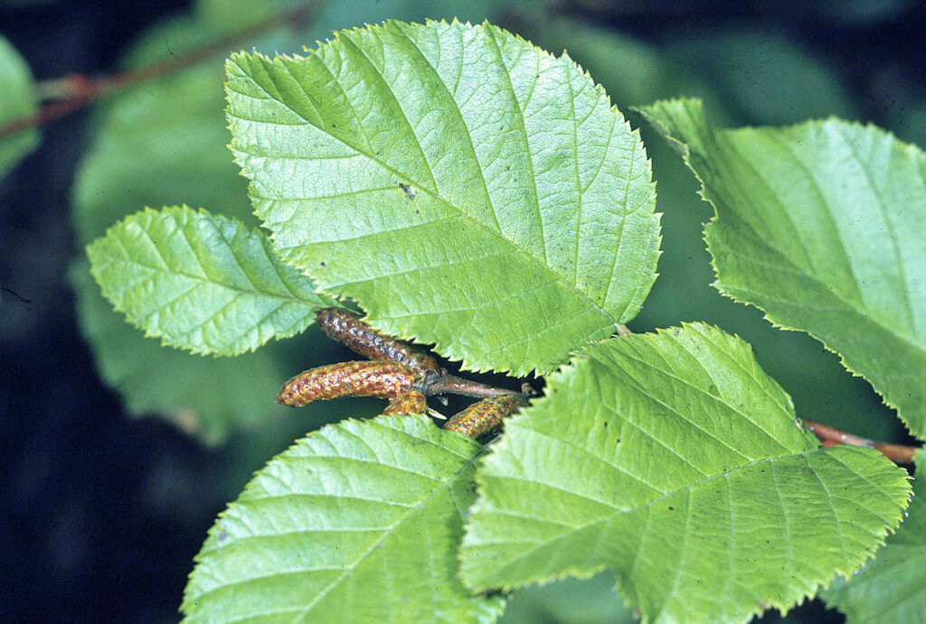 Feuille d'Aulne Crispé Par Robert H. Mohlenbrock.Domaine public