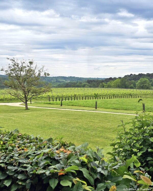 Les vignes