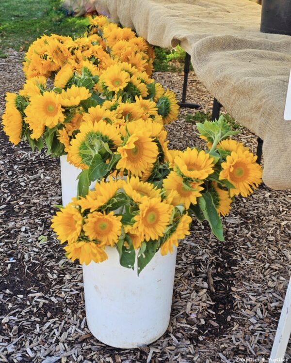 Fleurs de tournesol