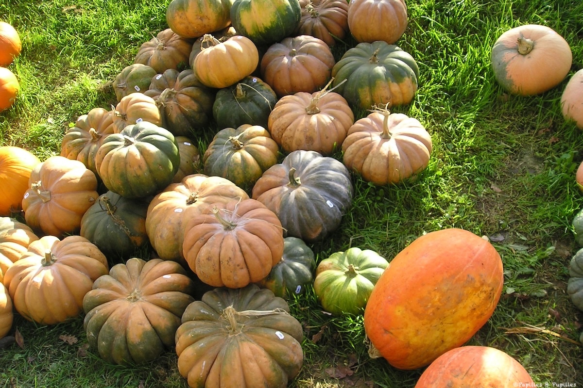 Légumes d'automne