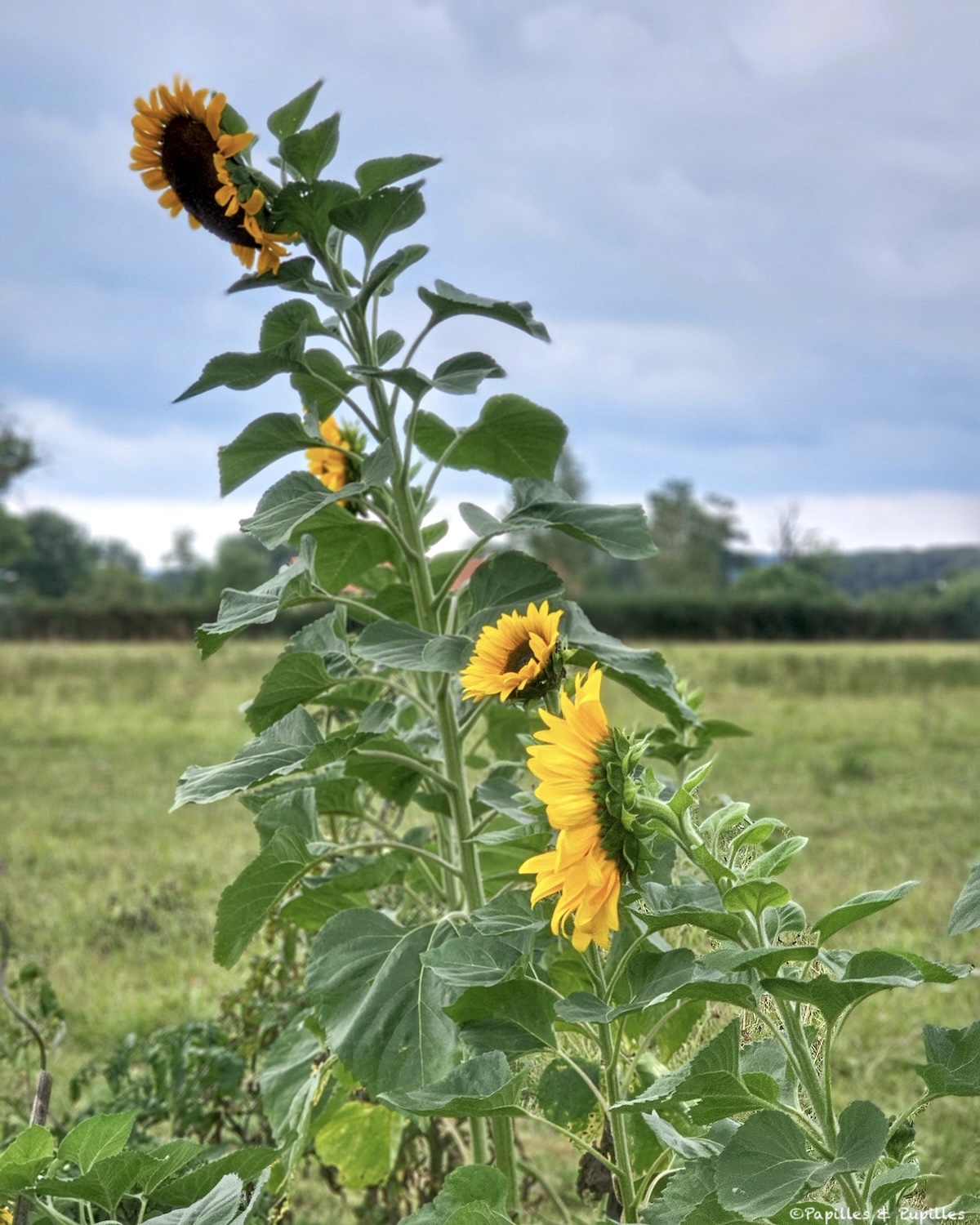 Tournesols